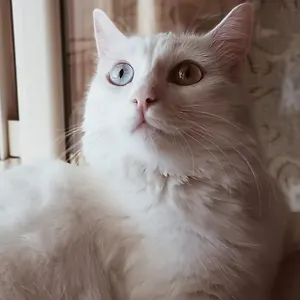 The White Cat Feriehus